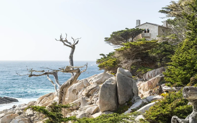 ghost-trees-at-pescadero-point ghost trees at pescadro point