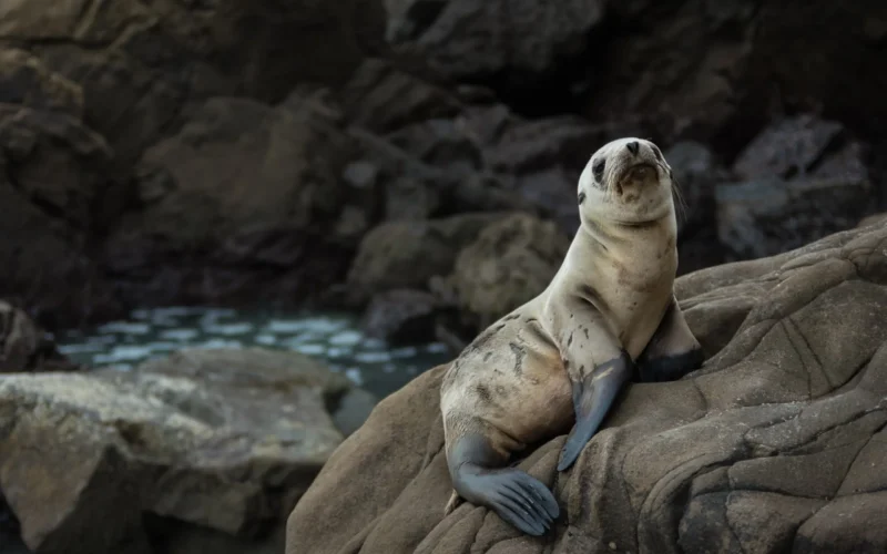 seals-along-17-mile-drive seal along the 17 mile drive