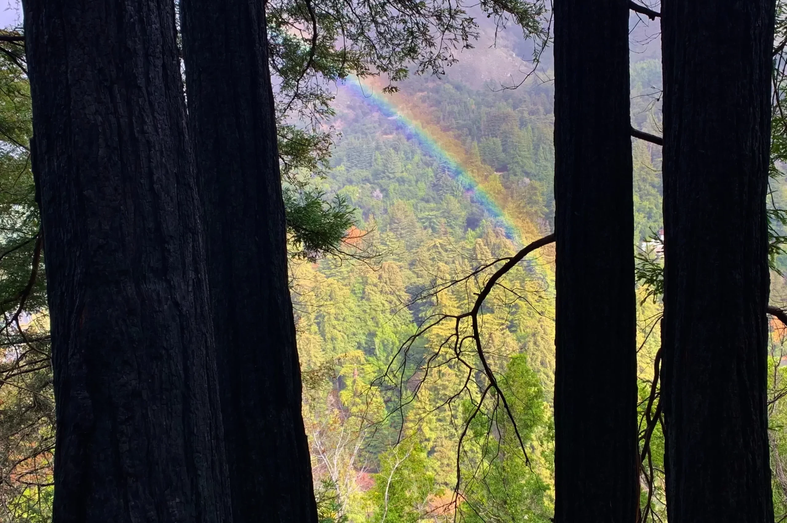 pfeiffer big sur state park between redwoods