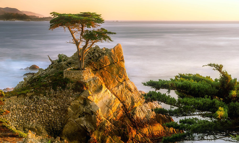 lone cypress tree on monterey coast